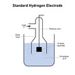Standard hydrogen electrode diagram. Scientific vector illustration isolated on white background.