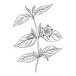vector drawing flower of Anisodus tanguticus, Mountain henbane plant, herb of traditional chinese medicine, hand drawn illustration