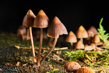 Psilocybe Semilanceata Mushrooms  Growing On A Trunk In The Forest. Magic  (hallucinogenic)  Mushrooms 