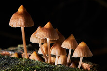 Psilocybe Semilanceata Mushrooms  Growing On A Trunk In The Forest. Magic  (hallucinogenic)  Mushrooms 