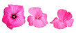 Pink flower heads isolated on transparent background, PNG.
