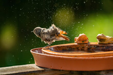 A Black Redstart Female, Phoenicurus Ochruros, Is Bathing And Splashing With Water In A Bird Bath