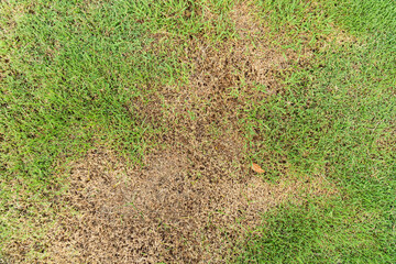 a patch is caused by the destruction of fungus rhizoctonia solani grass leaf change from green to de