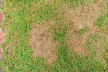 a patch is caused by the destruction of fungus rhizoctonia solani grass leaf change from green to de