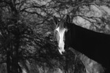 Fototapeta Konie - Curious mare horse looking at camera with winter trees in background black and white.