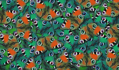 natural pattern for design. abstract blue and red pattern of peacock butterflies. colorful butterfly