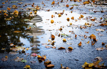 Puddle With Autumn Leaves In Which The Heinrich Hertz Tower Of Hamburg Is Reflected, Horizontally