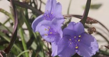 Purple Spiderwort Flowers Blooming On A Florida Beach 