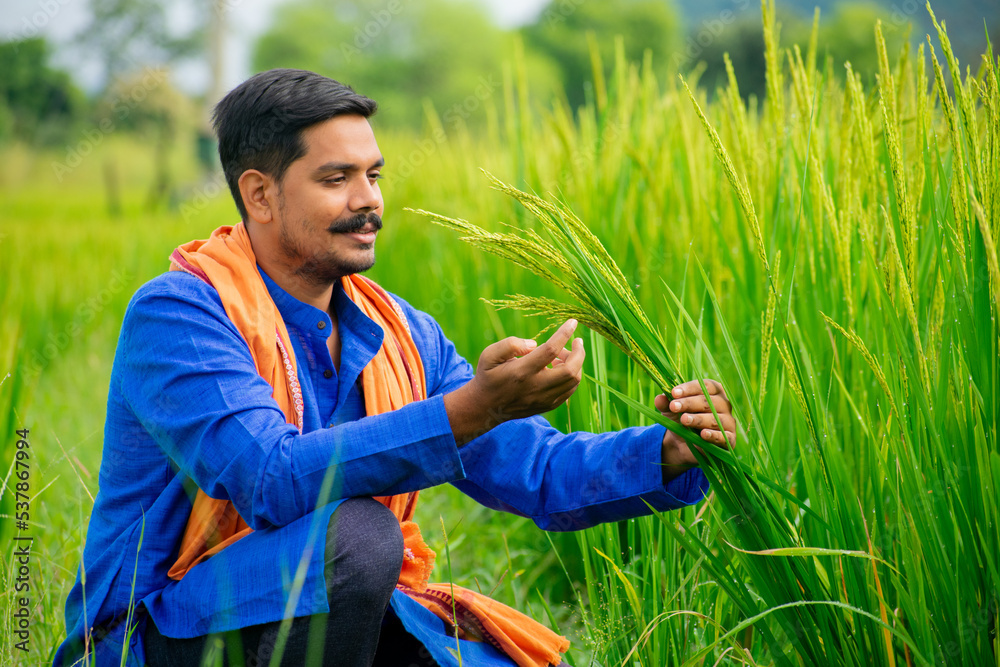 Young Indian farmer holding crop plant in his rice field Stock Photo ...