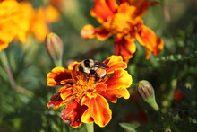 Rusty Patch Bumblebee On Marigold
