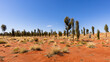 typical Red Centre landscape, near Uluru, Australia