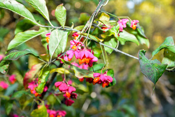 Sticker - Spindle tree (euonymus europaeus)