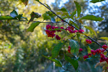 Sticker - Spindle tree (euonymus europaeus)