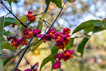 Sticker - Spindle tree (euonymus europaeus)