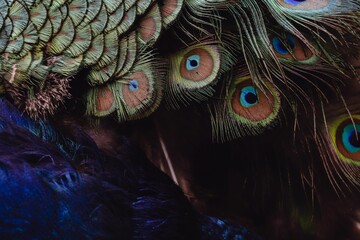 closeup shot of the blue and green feathers of a peafowl bird