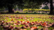 © lleandralacuerva - Suelo de césped con hojas durante el otoño en un parque urbano
