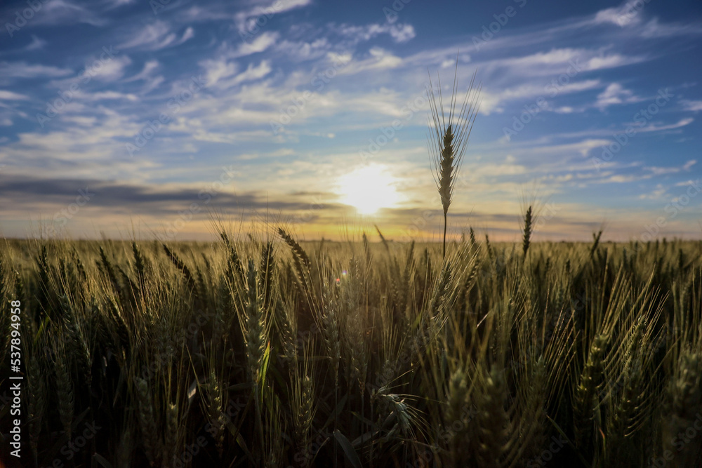 Foto Plantação de trigo em desenvolvimento em propriedade rural, em ...