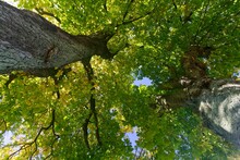 Undershot Of Tree Tops With Green Leaves Of Chestnut Trees In Summer With Blue Sky