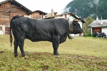 Poster - Black cow with a cowbell (Bos taurus) and a barn in the background