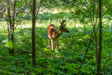 Young Buck Deer Feeding On Summer Leaves