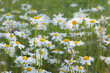 wild marguerites on blooming meadow in spring time