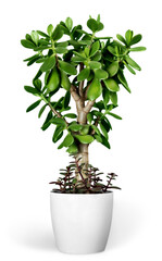 Wall Mural - Plant Crassula in a flower pot isolated on a white background