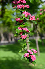 Crataegus laevigata 'Rosea Flore Pleno' Tree.A beautiful Hawthorn Tree Crimson Cloud Crataegus laevigata in full bloom in early spring with a mass of pink and white flowers. Selective blurred focus