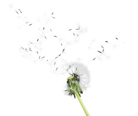 Wall Mural - Dandelion, Nature, Change.