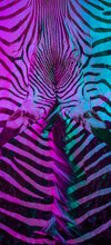 Zebra Rug Background