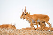 Pack of saiga antelopes or Saiga tatarica stand in steppe near waterhole