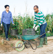 Portrait Of Focused Hispanic Farmer Couple Working In Smallholding, Carrying Wheelbarrow And Bucket