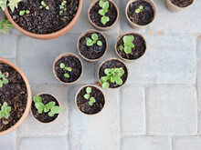 Seedlings In Biodegradable Pots