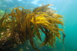 Laminaria kelp brown algae foliage underwater in the ocean, Eastern Atlantic, Spain, Galicia