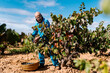 © Ezequiel Giménez/Stocksy - Senior farmer harvesting grapes and examining vine