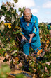 © Ezequiel Giménez/Stocksy - Elderly man dropping grapes into basket during harvest