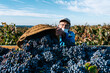 © Ezequiel Giménez/Stocksy - Elderly farmer storing grapes in container