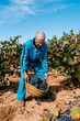 © Ezequiel Giménez/Stocksy - Aged farmer lifting basket full of grapes