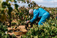 Man Examining And Harvesting Grapes
