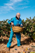 Senior Farmer Lifting Heavy Basket
