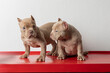 two american bully puppy dogs, on a red table with a white background