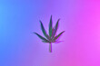 © Yaroslav Danylchenko/Stocksy - Green medicinal cannabis leaf on neon background.
