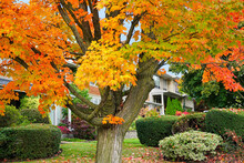 Residential Neighborhood With Maple Tree Changing To Brilliant Fall Colors Of Red And Yellow