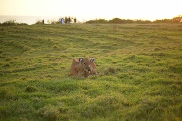 Poster - Cow lying on grass in a ranch during sunset