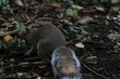 A small cute eastern gray squirrel standing in a forest next to green leaves
