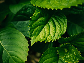 close up of a green leaf