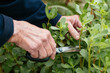 © Harald Walker/Stocksy - Common purslane harvest