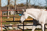 Fototapeta Konie - white horse in a farm