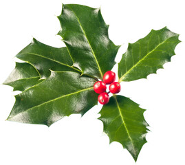 Wall Mural - european holly (ilex aquifolium) leaves and fruits