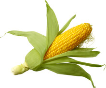 Raw Corn Cob Isolated On White Background