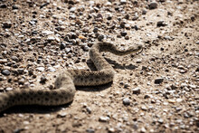 A Prairie Rattlesnake Crosses A Road.